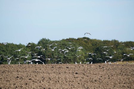 Téléchargez les photos : Oiseaux volant au-dessus du champ au moment de semer - en image libre de droit