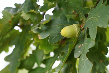 Photo for Acorn on green tree with leaves - Royalty Free Image