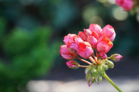 Photo for Close up view of blooming red flowers and buds - Royalty Free Image