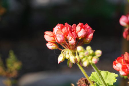 Foto de Vista de cerca de flores y brotes rojos florecientes - Imagen libre de derechos