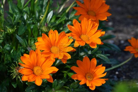 Foto de Flores de caléndula naranja que crecen en el jardín - Imagen libre de derechos