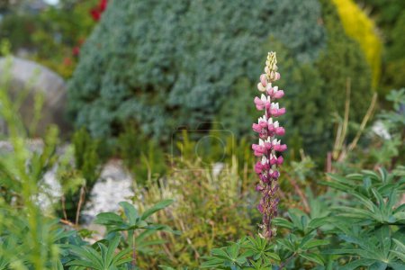Téléchargez les photos : Lupin de jardin ou Lupinus polyphyllus - en image libre de droit