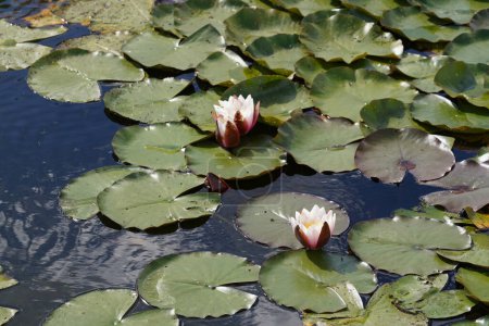 Téléchargez les photos : Fleurs de lotus roses ou nénuphars dans l'étang, Nymphaea - en image libre de droit