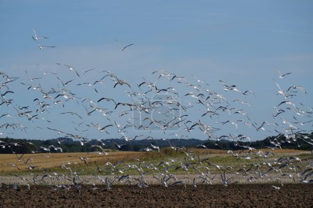 Photo for Birds flying above field at sowing time - Royalty Free Image