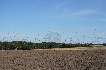 Foto de Aves que vuelan sobre el campo en el momento de la siembra - Imagen libre de derechos