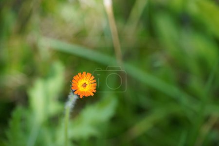 Photo for Vibrant orange, pilosella aurantiaca, orange hawk bit, devil's paintbrush wild flowers - Royalty Free Image