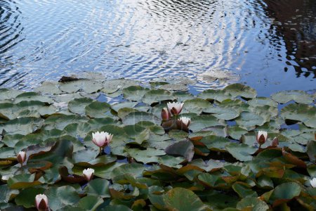 Téléchargez les photos : Fleurs de lotus roses ou nénuphars dans l'étang, Nymphaea - en image libre de droit