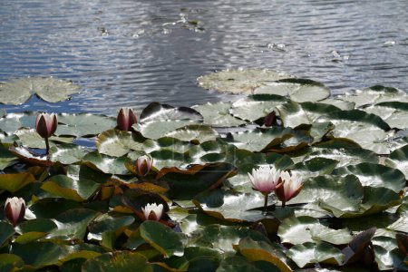 Photo for Pink lotus flowers or water lilies in the pond, Nymphaea - Royalty Free Image