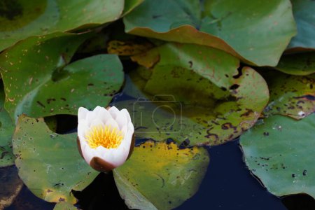Photo for Pink lotus flowers or water lilies in the pond, Nymphaea - Royalty Free Image