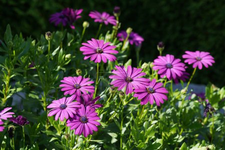 Photo for Osteospermum ecklonis, commonly known as cape marguerites - Royalty Free Image