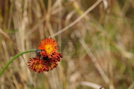 Photo for Vibrant orange, pilosella aurantiaca, orange hawk bit, devil's paintbrush wild flowers - Royalty Free Image