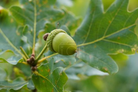 Photo for Acorn on green tree with leaves - Royalty Free Image