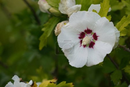 Photo for White Hibiscus rosa sinensis, roses mallow, shoeblackplants - Royalty Free Image