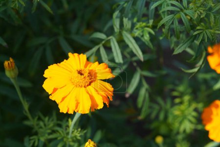 Photo for Beautiful yellow flower in the garden - Royalty Free Image