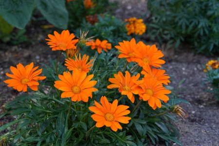 Téléchargez les photos : Fleurs oranges dans le jardin vert - en image libre de droit