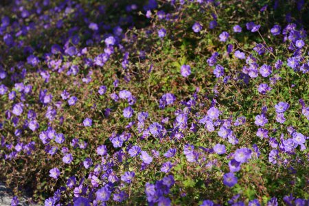 Foto de Hermosas flores púrpuras en el jardín - Imagen libre de derechos