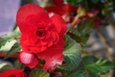 Téléchargez les photos : Fleurs roses rouges dans le jardin - en image libre de droit