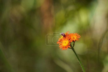 Téléchargez les photos : Beau papillon sur les fleurs dans le jardin - en image libre de droit