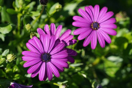 Foto de Hermosas flores en jardín verde - Imagen libre de derechos