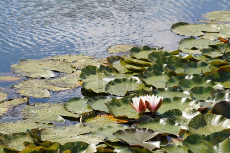 Photo for Beautiful lotus flowers in pond - Royalty Free Image