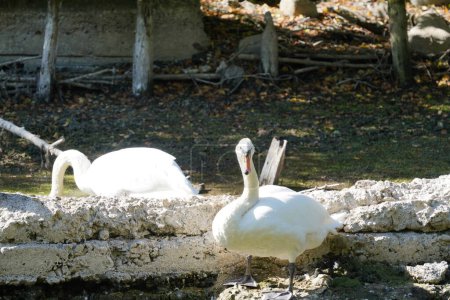 Téléchargez les photos : Beaux cygnes blancs dans le lac - en image libre de droit
