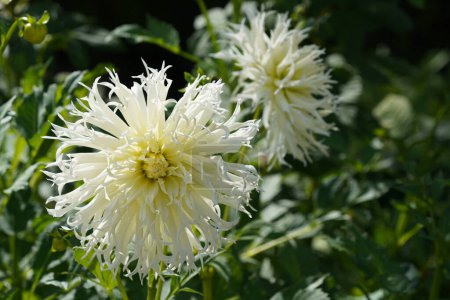 Téléchargez les photos : Belles fleurs blanches dans le jardin vert - en image libre de droit