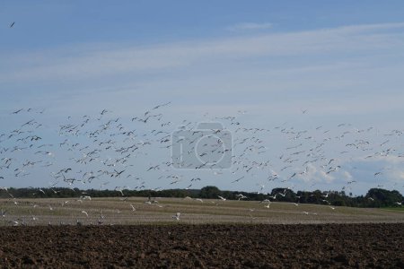Téléchargez les photos : Troupeau d'oiseaux survolant le champ - en image libre de droit