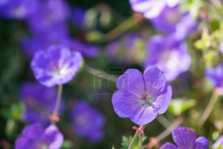 Téléchargez les photos : Belles fleurs violettes dans le jardin vert - en image libre de droit