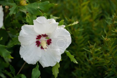 Foto de Hermosa flor blanca en jardín verde - Imagen libre de derechos