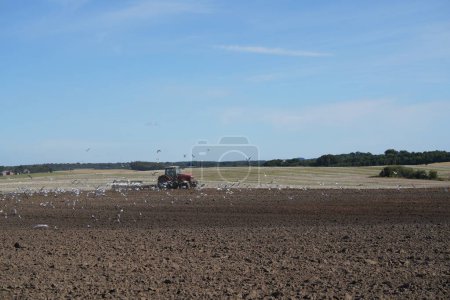 Téléchargez les photos : Tracteur sur le terrain avec flack d'oiseaux - en image libre de droit
