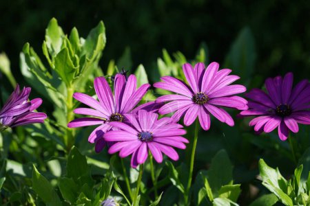 Foto de Hermosas flores en jardín verde - Imagen libre de derechos