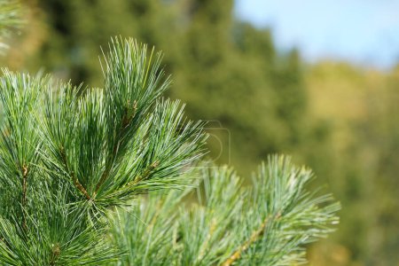 Téléchargez les photos : Gros plan des branches de pins verts - en image libre de droit