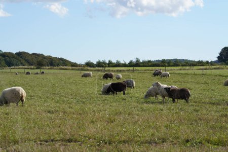 Téléchargez les photos : Troupeau de moutons pâturant dans la prairie - en image libre de droit