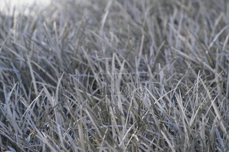 Téléchargez les photos : Gros plan de l'herbe sur le pré ou le champ - en image libre de droit