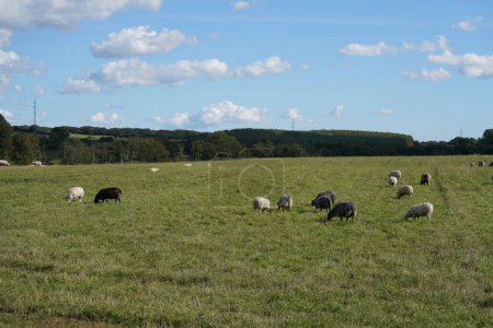 Téléchargez les photos : Pâturage des moutons dans la prairie verte - en image libre de droit