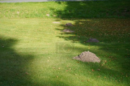Téléchargez les photos : Herbe verte dans un parc ensoleillé - en image libre de droit