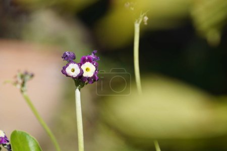 Téléchargez les photos : Belles fleurs violettes dans un jardin flou - en image libre de droit