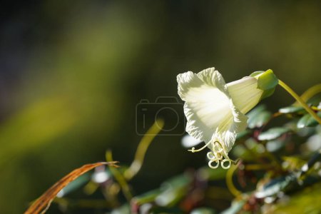 Photo for Close up of flower in blurred garden - Royalty Free Image
