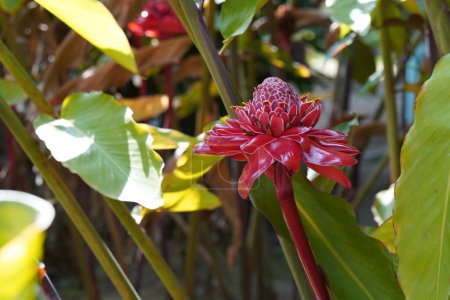 Téléchargez les photos : Belle fleur rouge dans le jardin - en image libre de droit