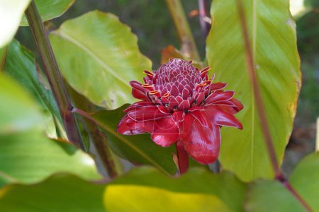 Téléchargez les photos : Belle fleur rouge dans le jardin - en image libre de droit