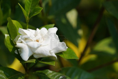 Téléchargez les photos : Belle fleur blanche dans le jardin - en image libre de droit