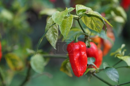 Foto de Growing red peppers in garden - Imagen libre de derechos