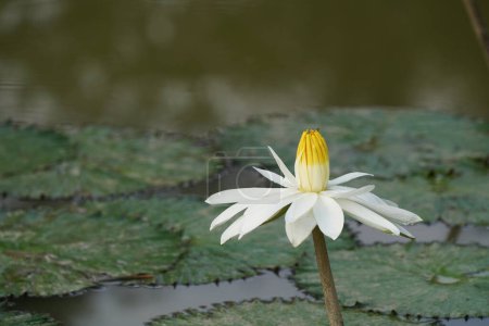 Photo for Beautiful lotus flower in the pond - Royalty Free Image