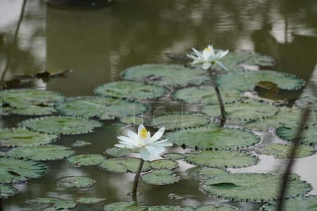 Foto de Hermosas flores de loto en el estanque - Imagen libre de derechos