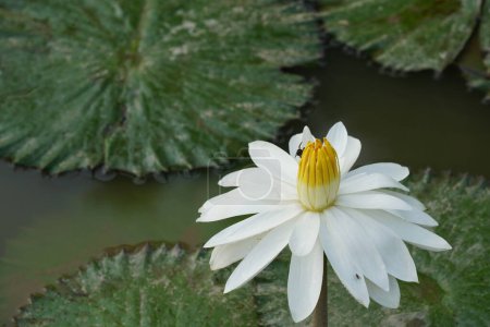 Téléchargez les photos : Belle fleur de lotus dans l'étang - en image libre de droit