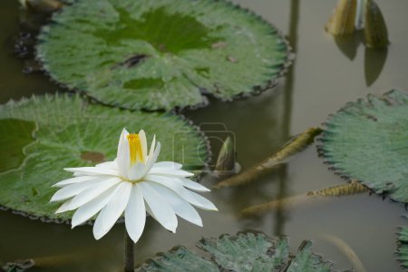 Téléchargez les photos : Belle fleur de lotus dans l'étang - en image libre de droit