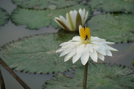 Téléchargez les photos : Belles fleurs de lotus dans l'étang - en image libre de droit