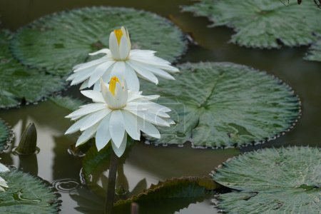 Photo for Beautiful lotus flowers in the pond - Royalty Free Image