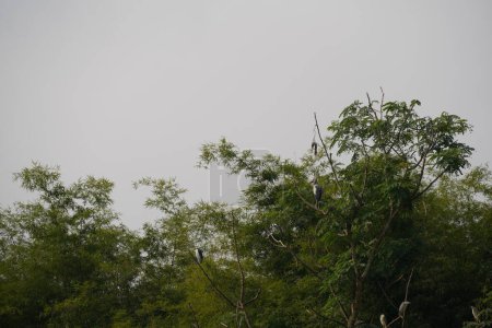 Téléchargez les photos : Tree branches with birds in the forest - en image libre de droit