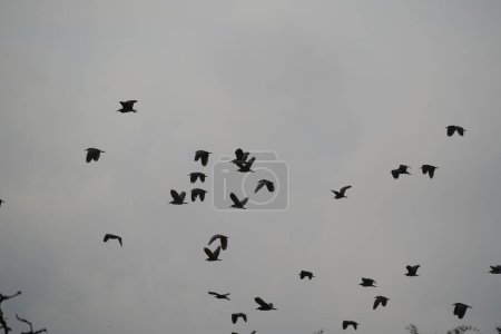 Téléchargez les photos : Troupeau d'oiseaux volant dans le ciel - en image libre de droit